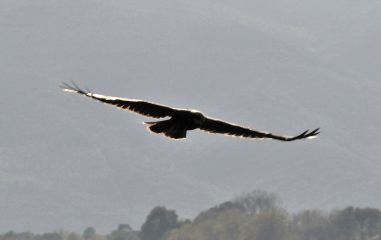 Falco di Palude - Circus aeruginosus